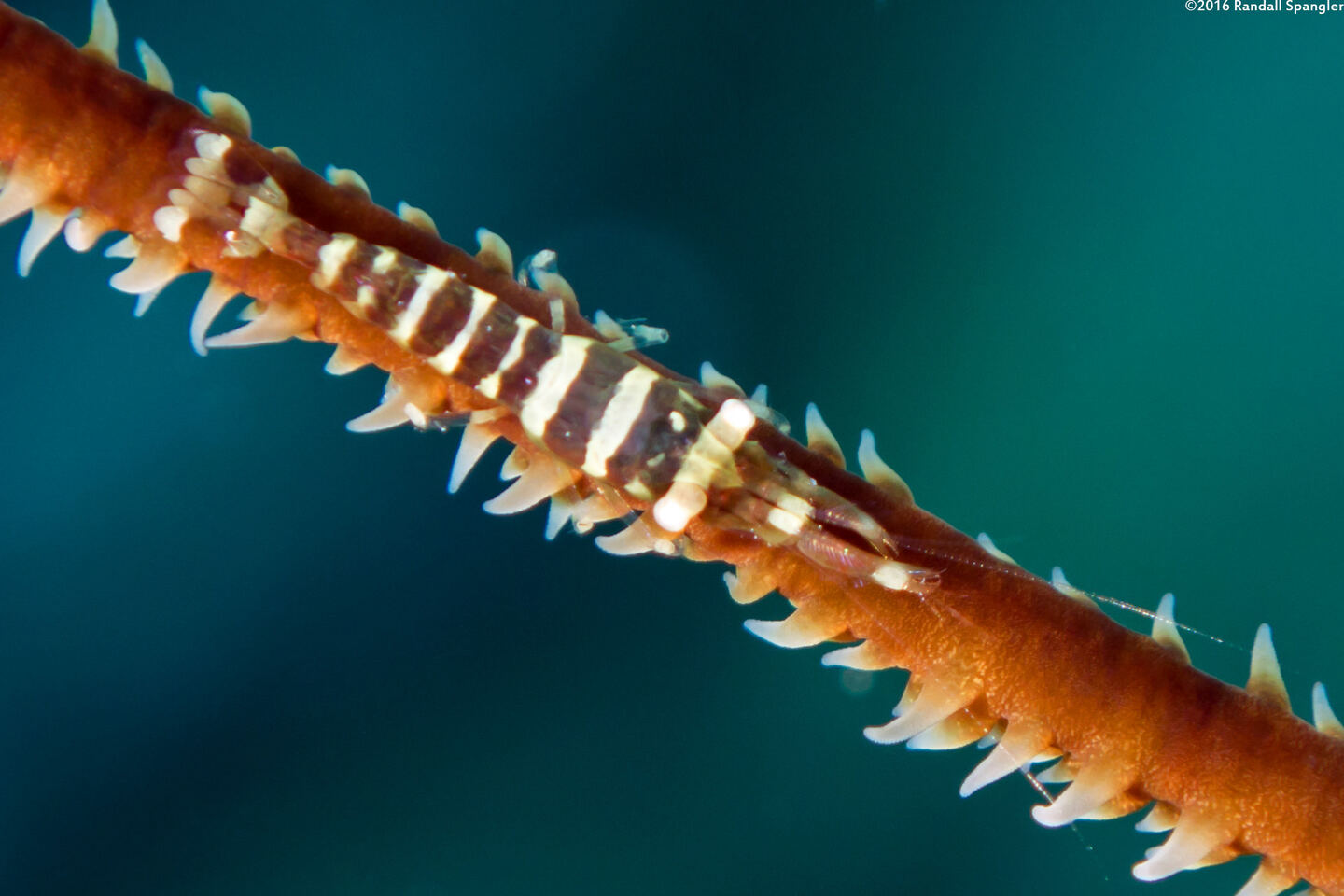 Pseudopontonides principis (Wire Coral Shrimp)