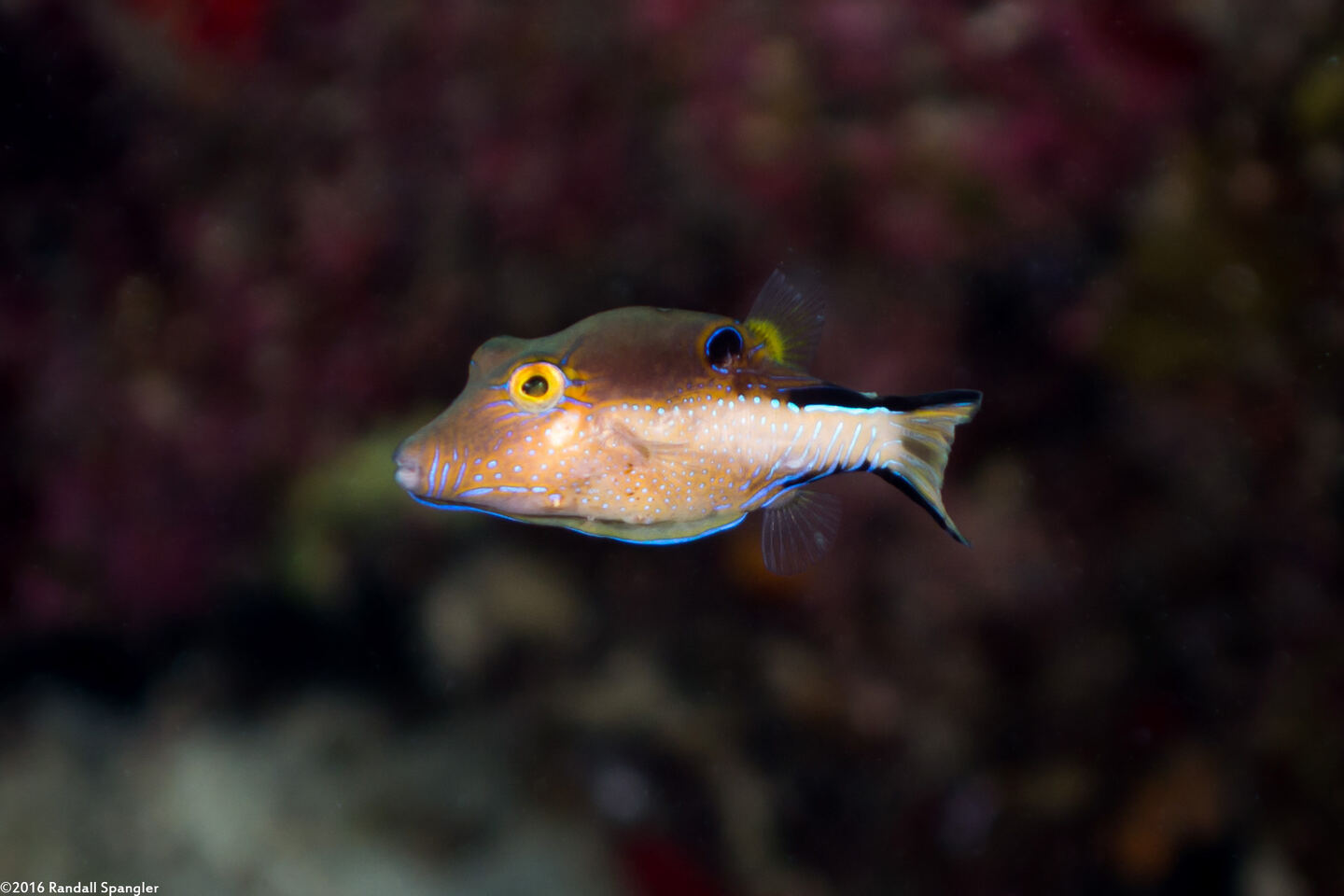 Canthigaster rostrata (Sharpnose Puffer)
