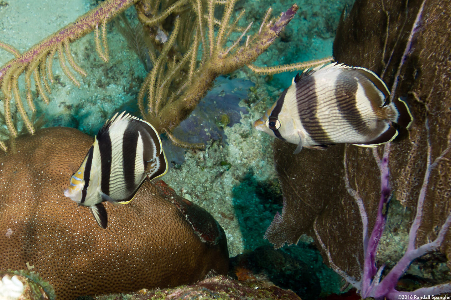Chaetodon striatus (Banded Butterflyfish)