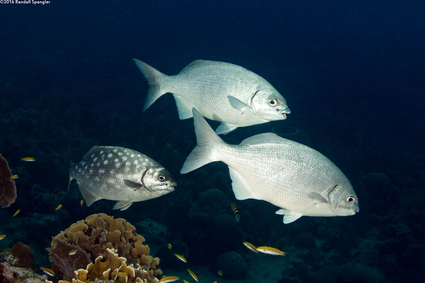 Kyphosus cinerascens (Topsail Chub)