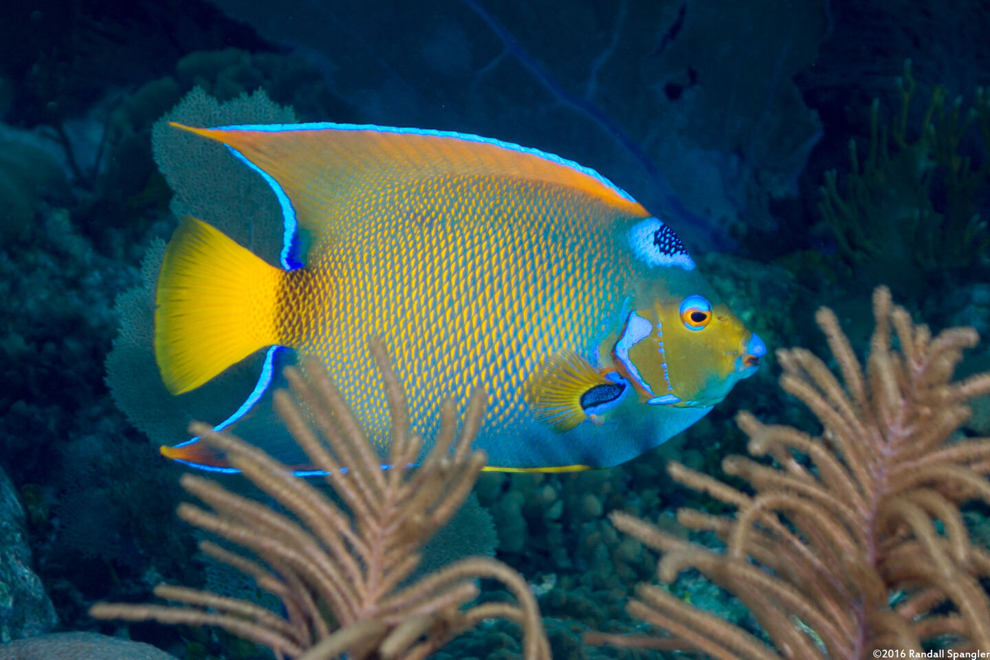 Holacanthus ciliaris (Queen Angelfish)