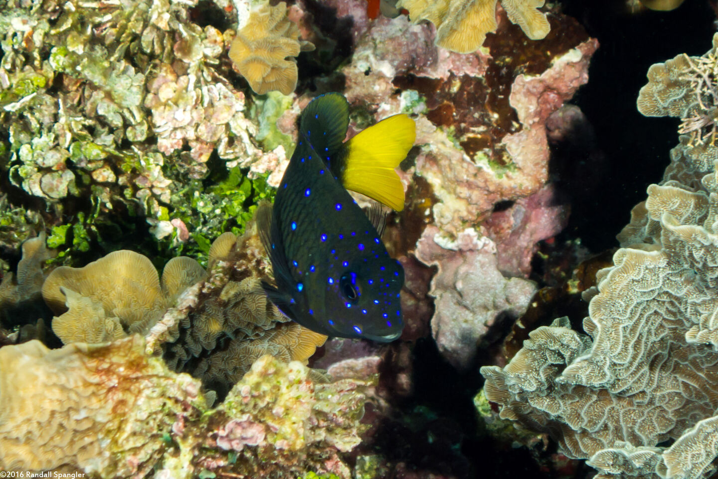 Microspathodon chrysurus (Yellowtail Damselfish)