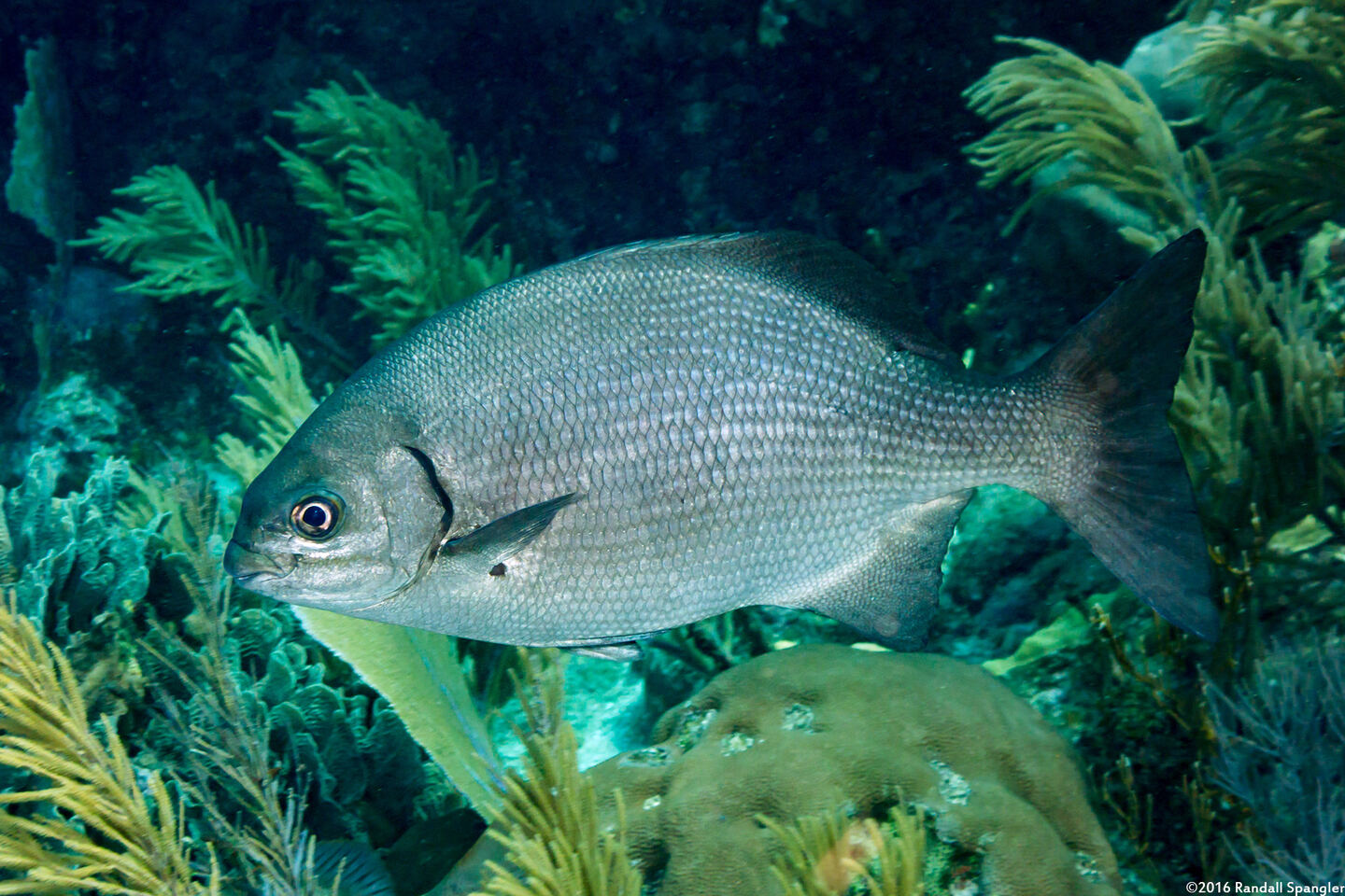 Kyphosus cinerascens (Topsail Chub)