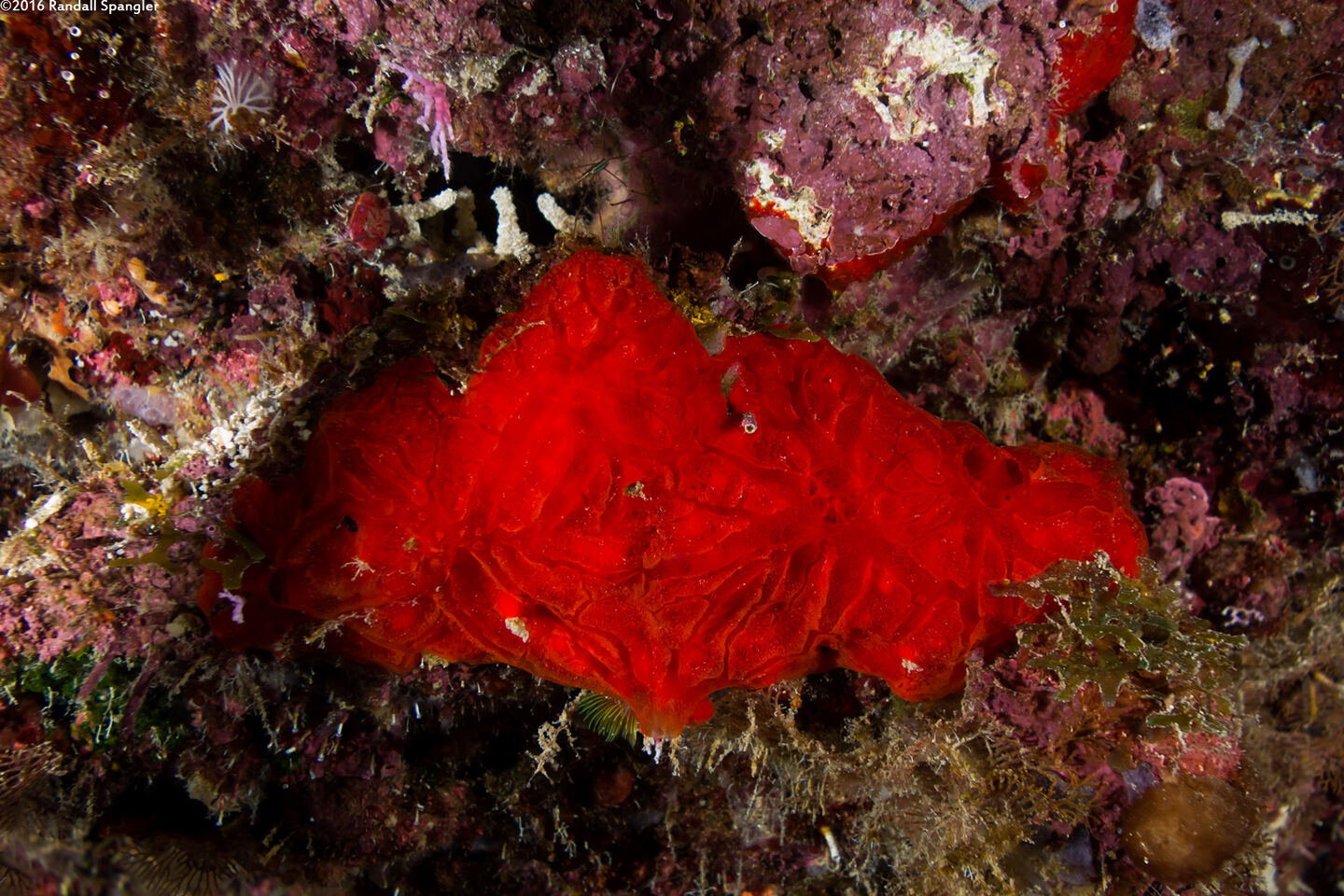 Monanchora arbuscula (Red Encrusting Sponge)
