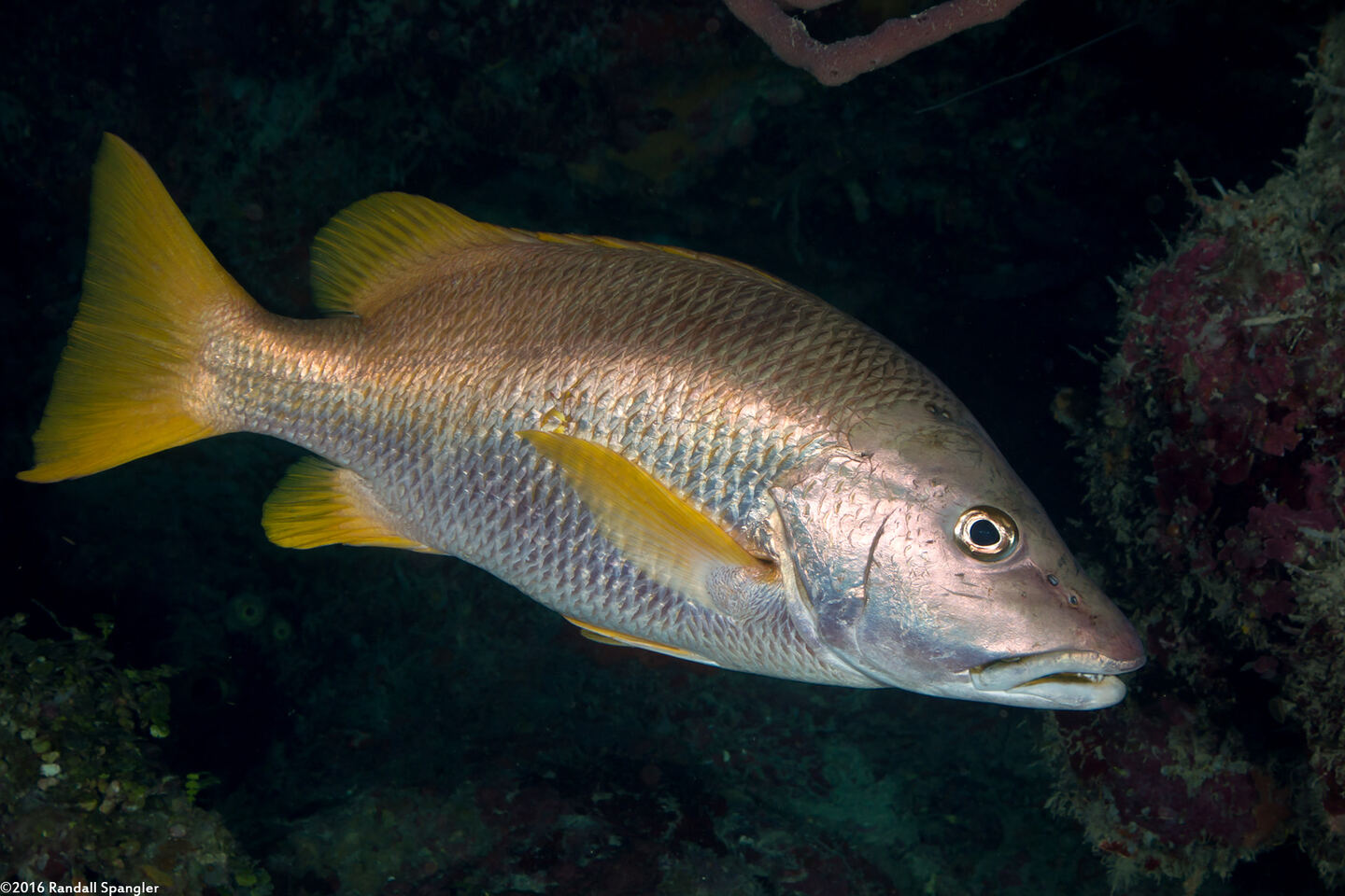 Lutjanus apodus (Schoolmaster)