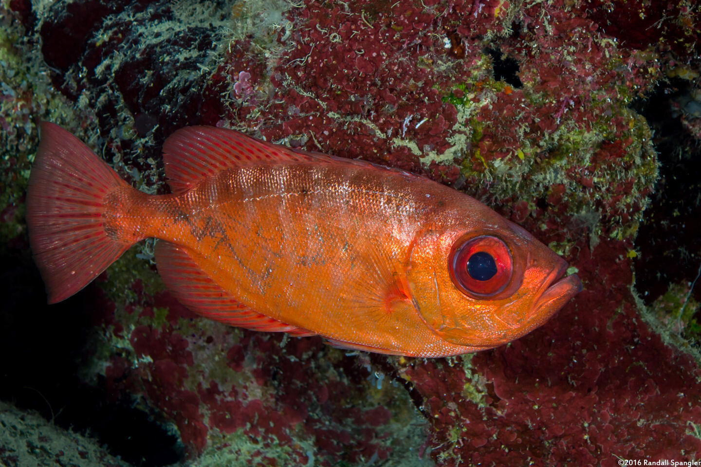 Priacanthus arenatus (Bigeye)