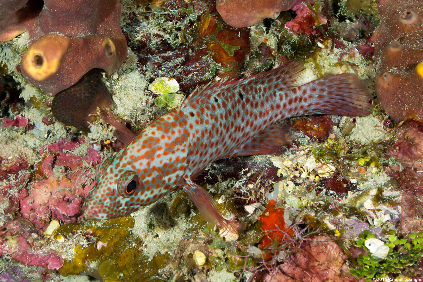 Cephalopholis cruentata (Graysby)