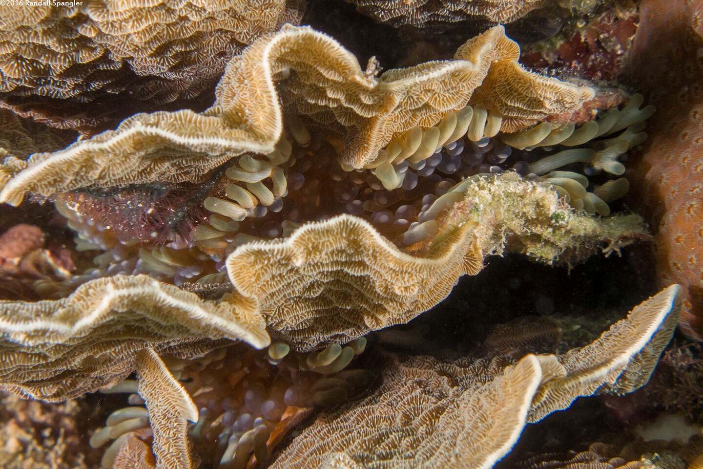 Lebrunia neglecta (Branching Anemone)