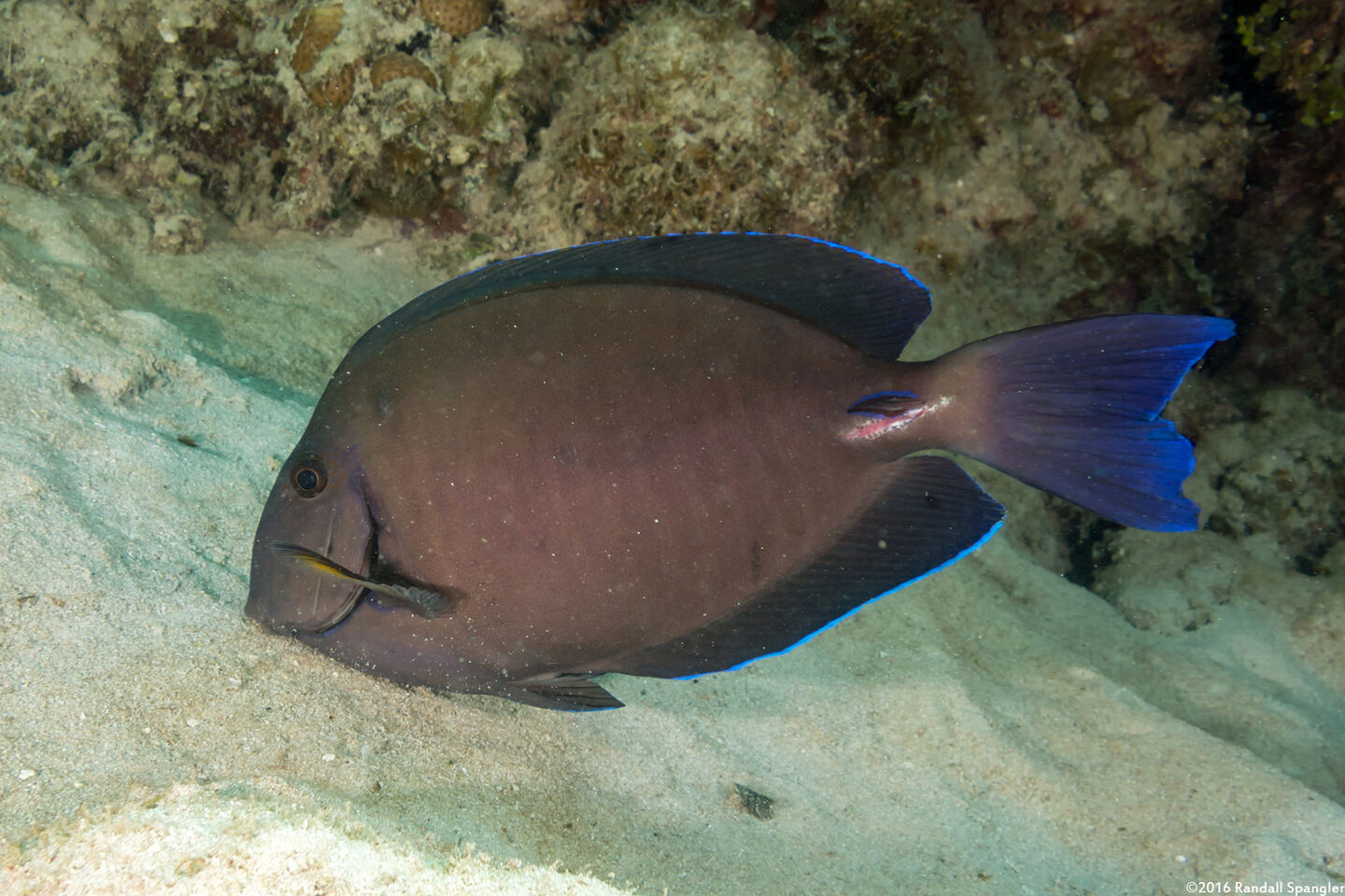 Acanthurus chirurgus (Doctorfish)