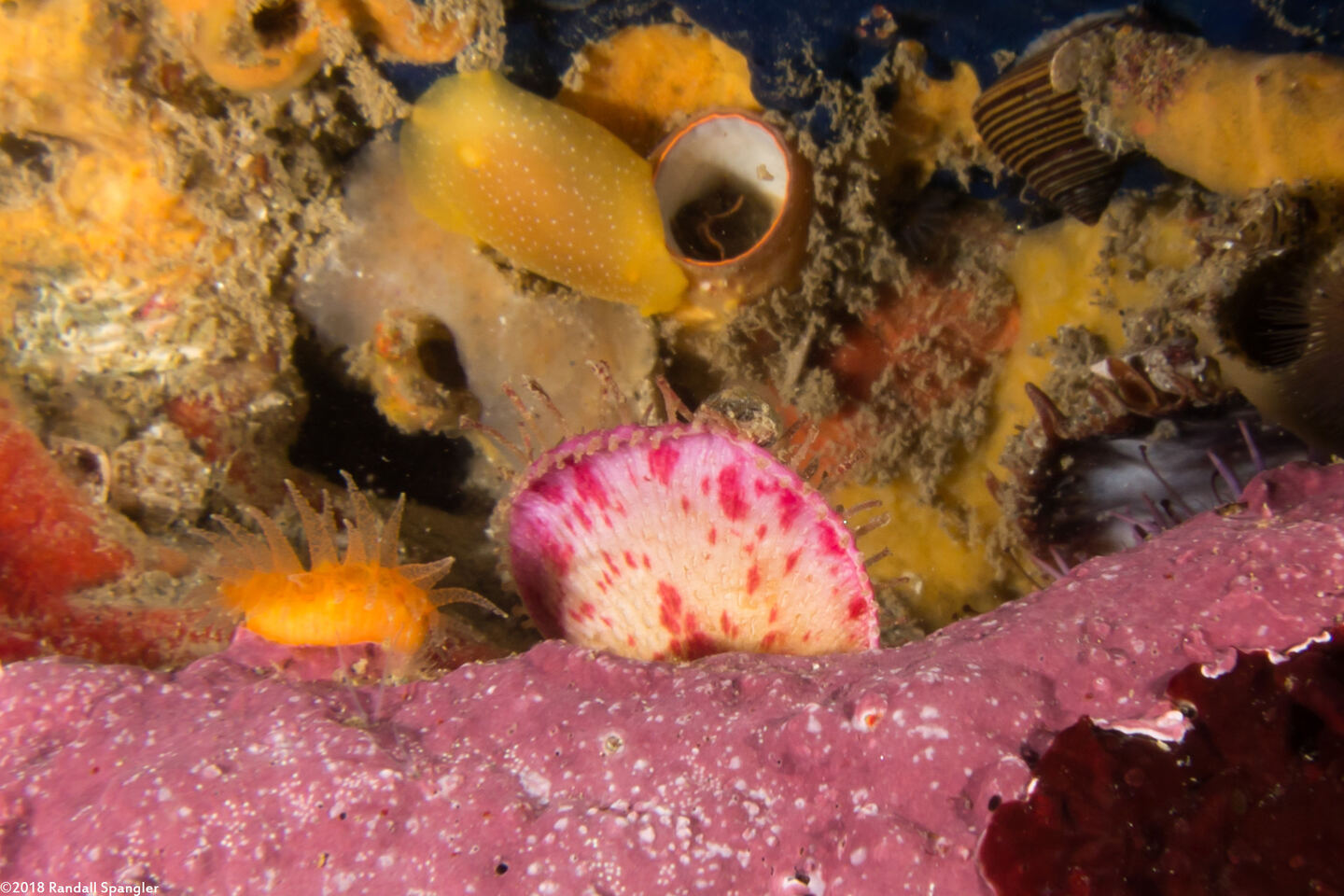 Placiphorella velata (Veiled Chiton)