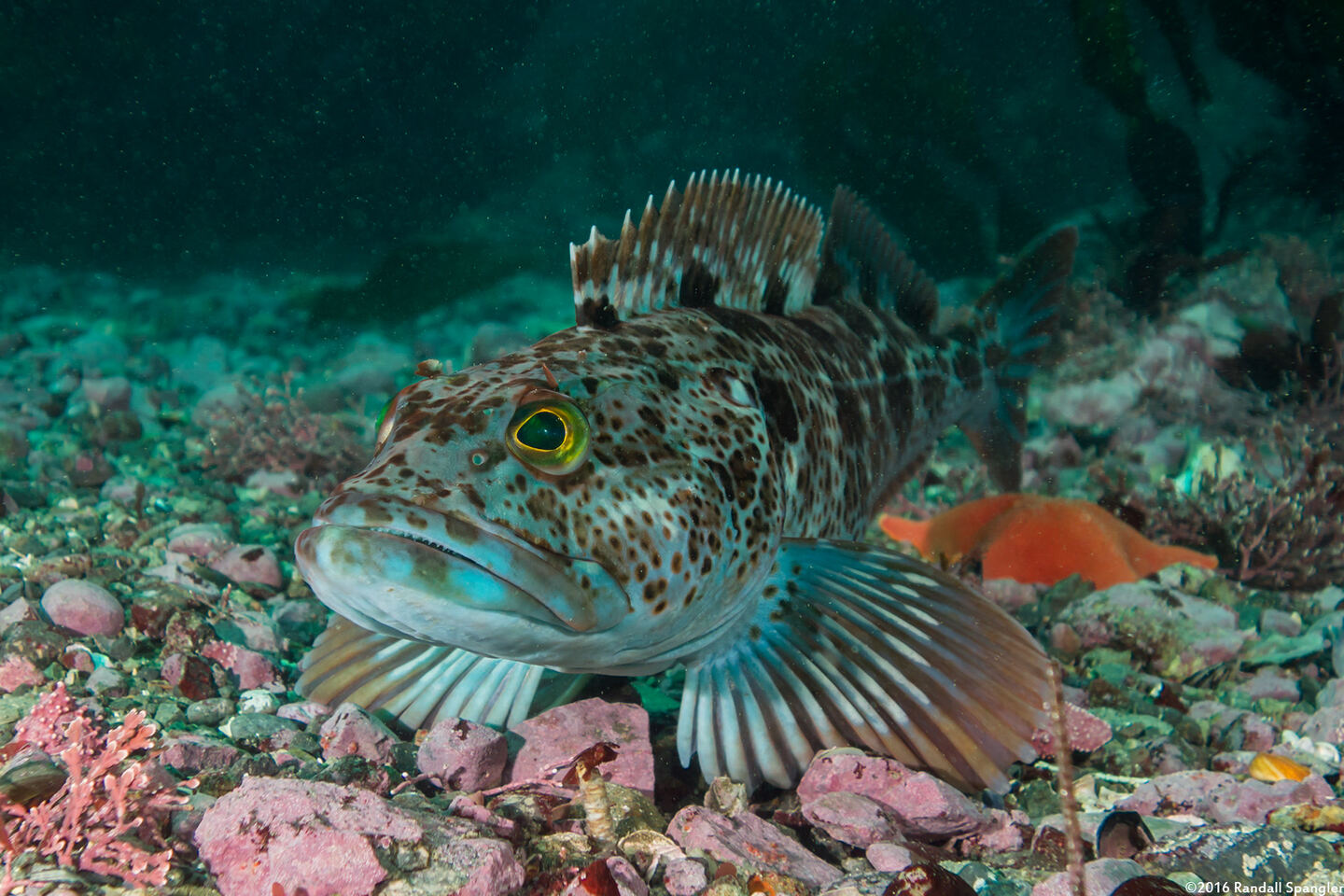 Ophiodon elongatus (Lingcod)