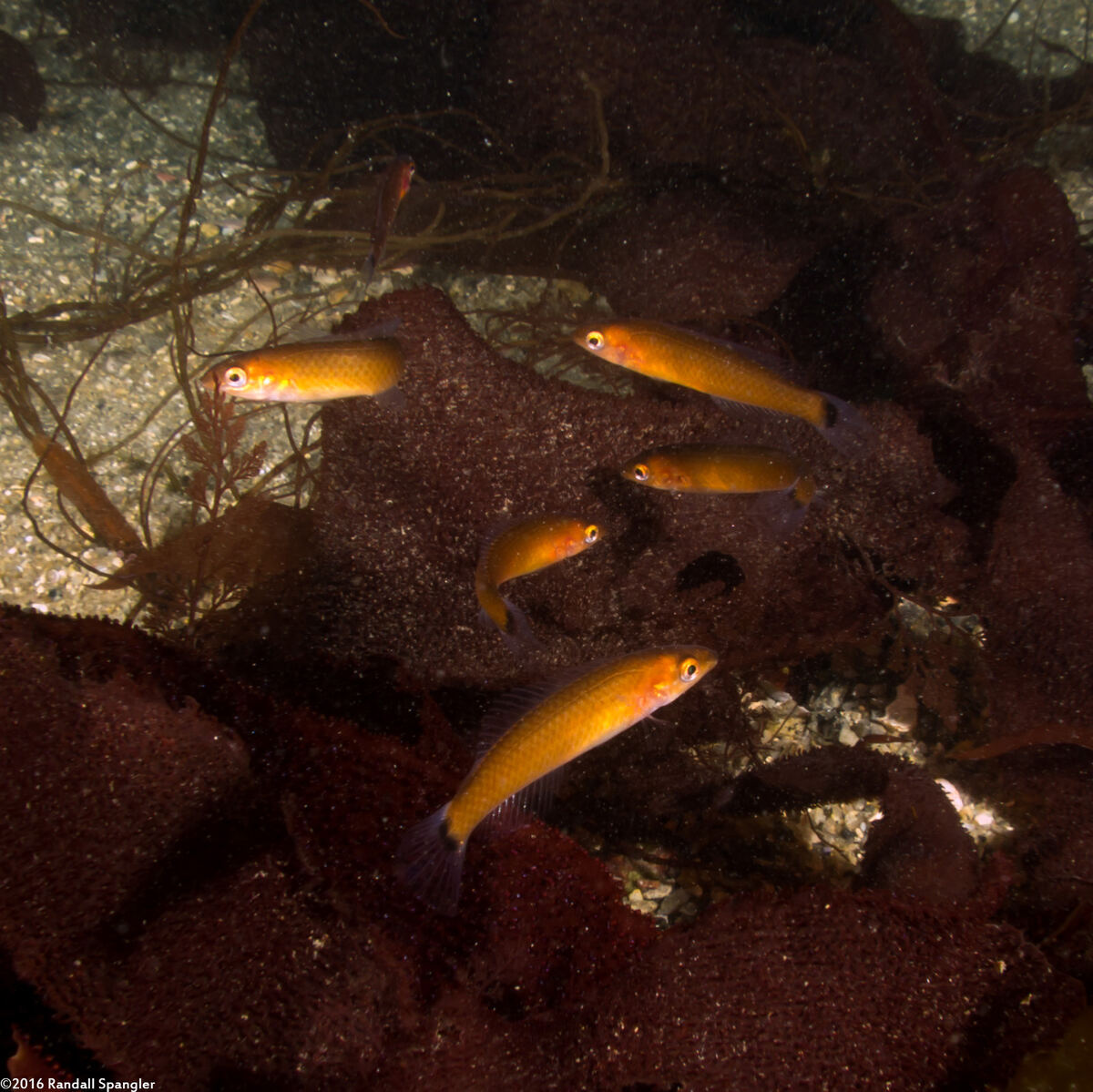 Oxyjulis californica (Señorita)