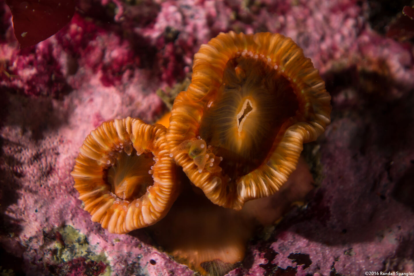 Paracyathus stearnsii (Brown Cup Coral)