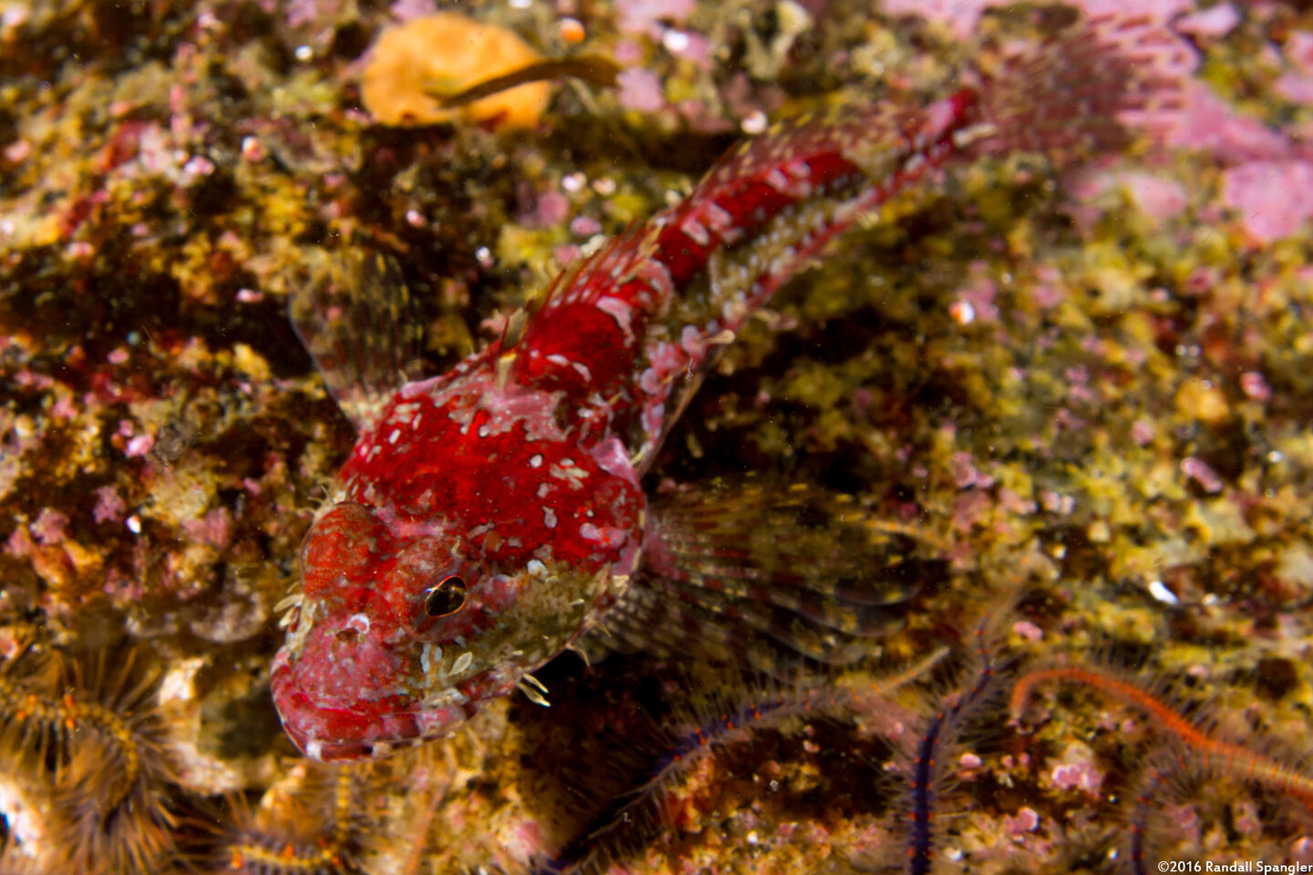 Artedius corallinus (Coralline Sculpin)
