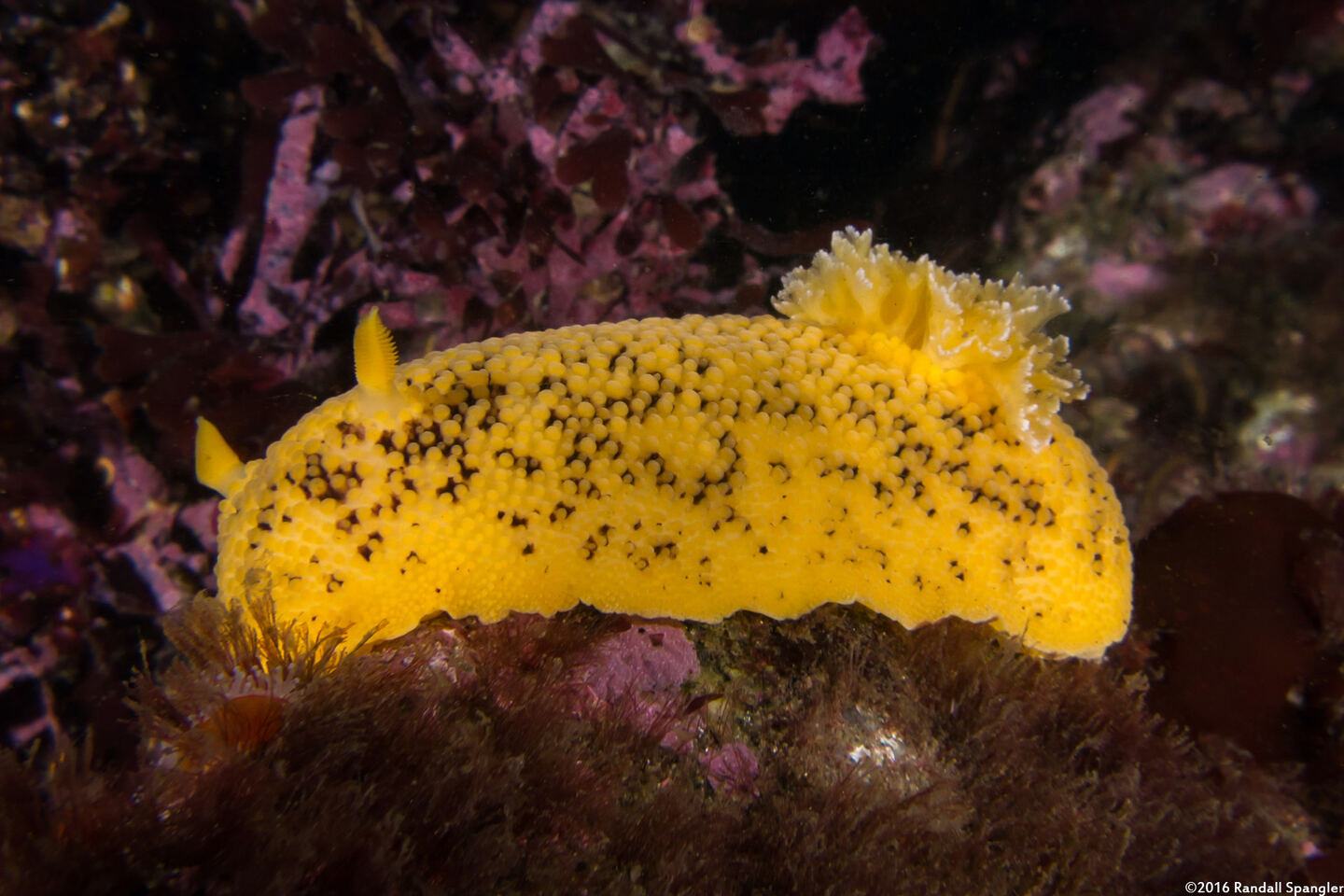 Peltodoris nobilis (Sea Lemon)