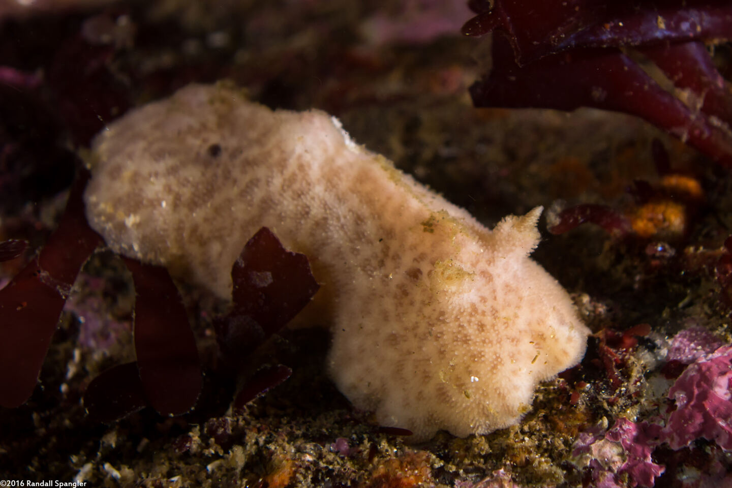 Atagema alba (White Dorid)