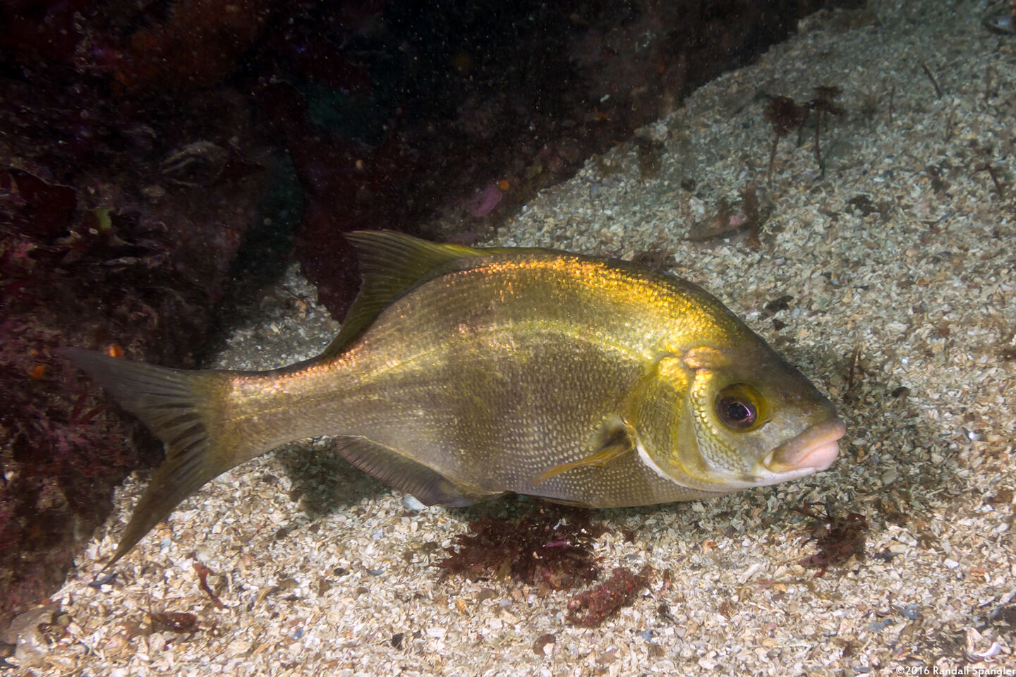 Rhacochilus toxotes (Rubberlip Seaperch)
