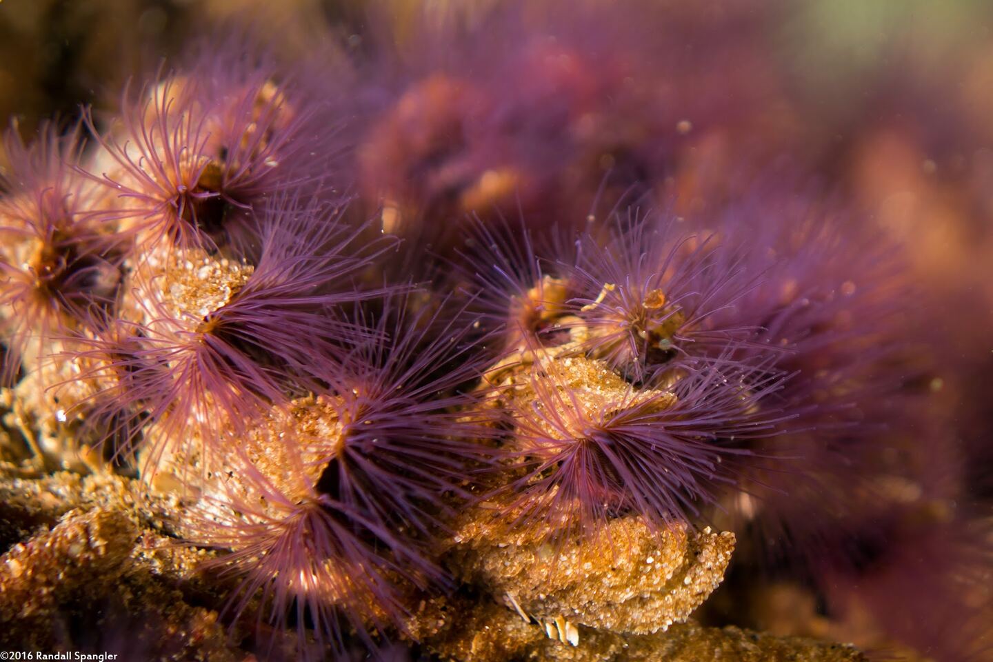 Phragmatopoma californica (Sandcastle Worm)