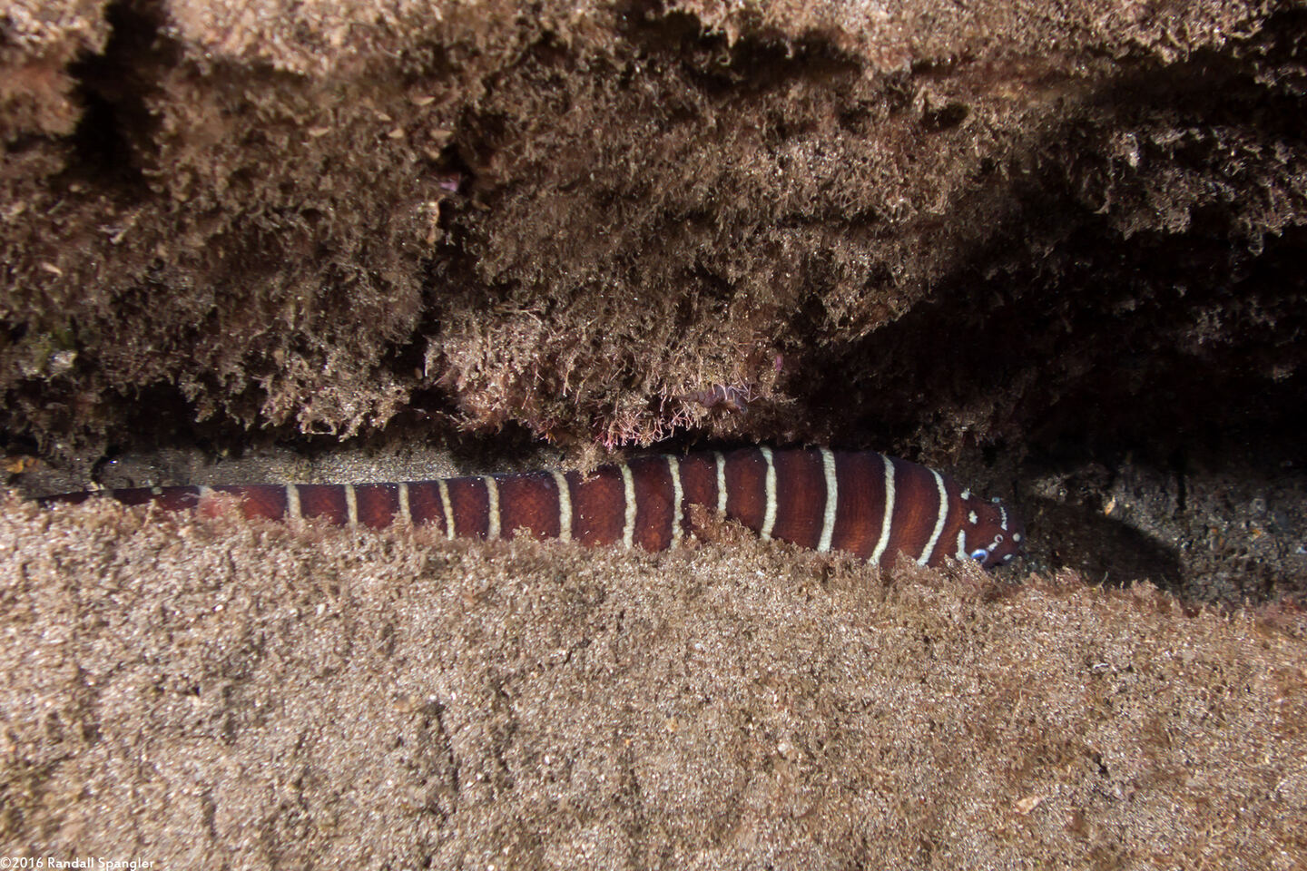 Gymnomuraena zebra (Zebra Moray)