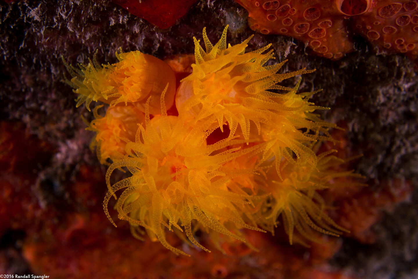 Tubastraea coccinea (Orange Cup Coral)