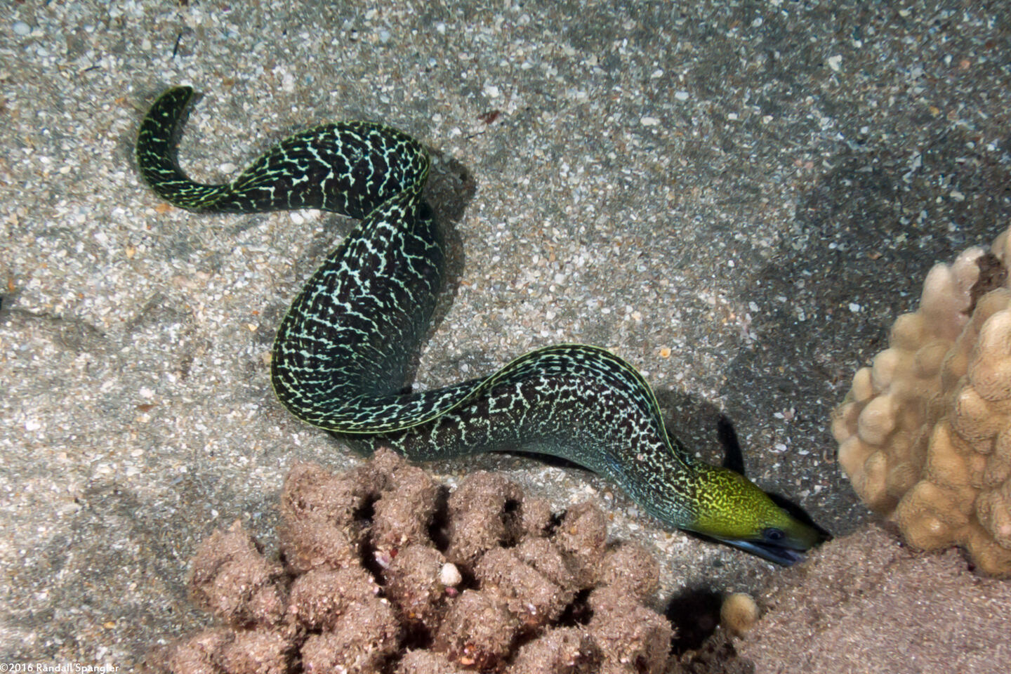 Gymnothorax undulatus (Undulated Moray)