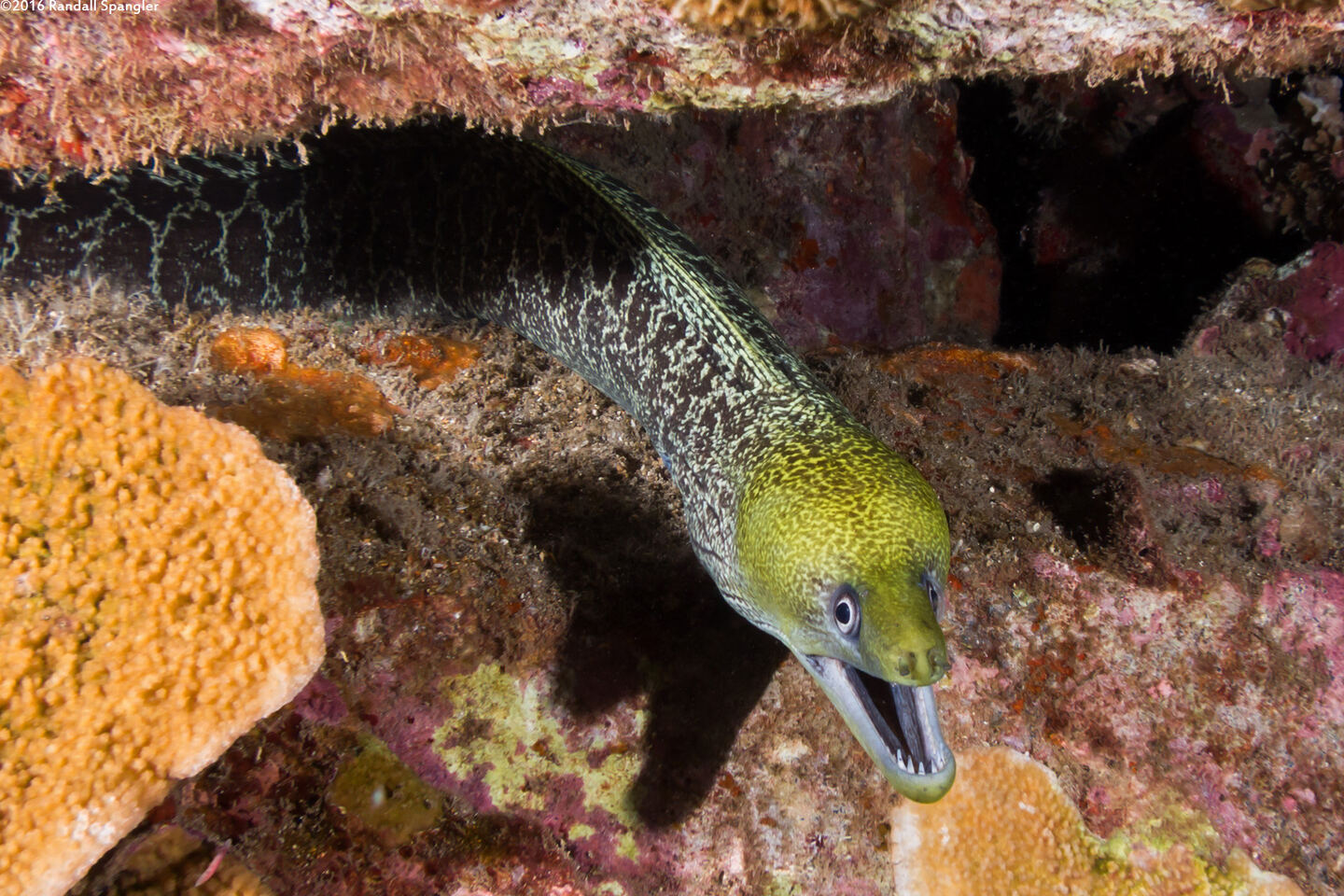 Gymnothorax undulatus (Undulated Moray)