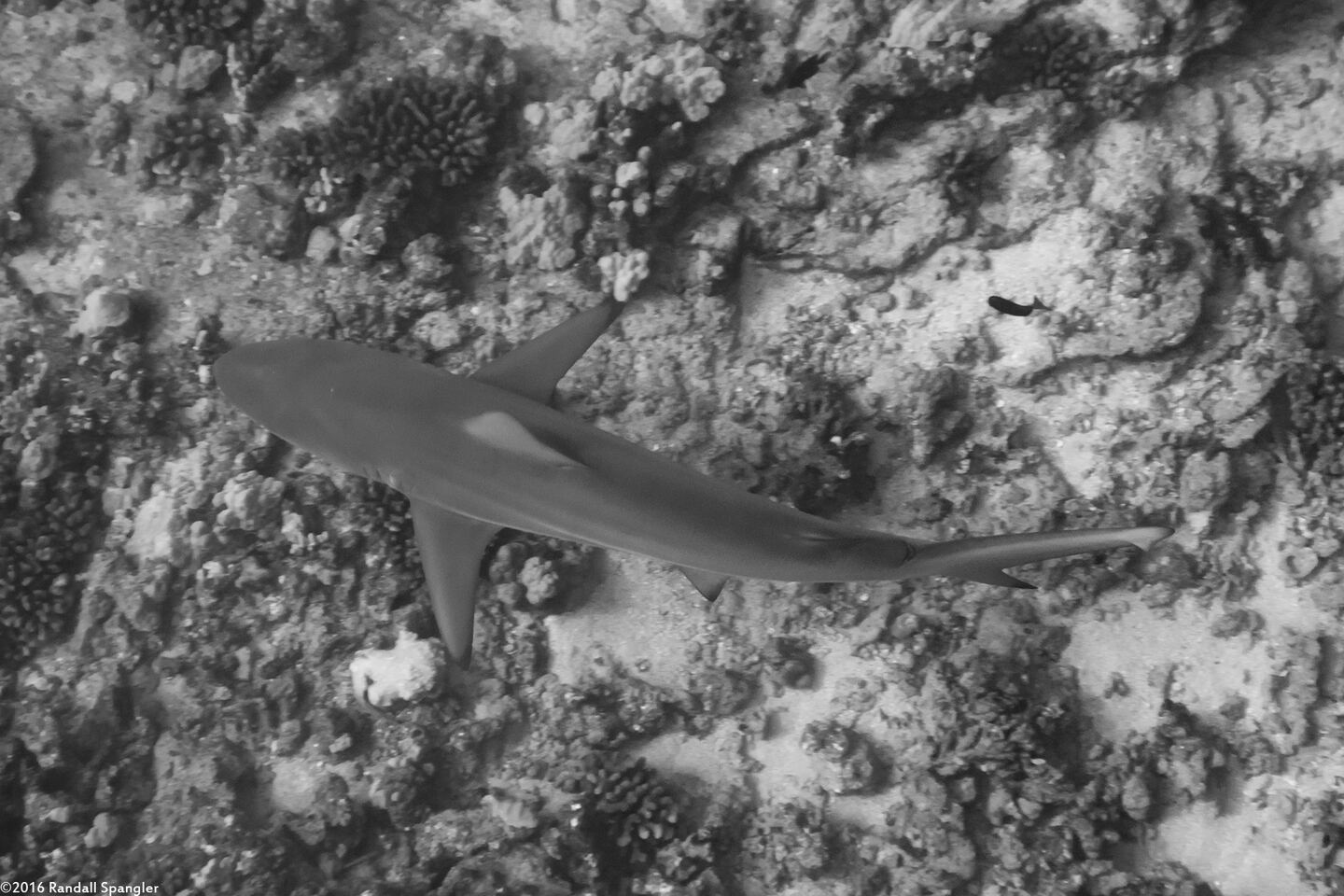 Carcharhinus amblyrhynchos (Gray Reef Shark)