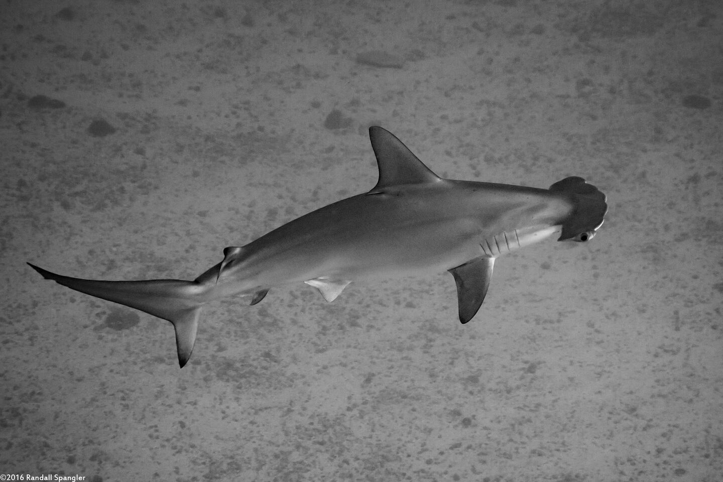 Sphyma lewini (Scalloped Hammerhead Shark)