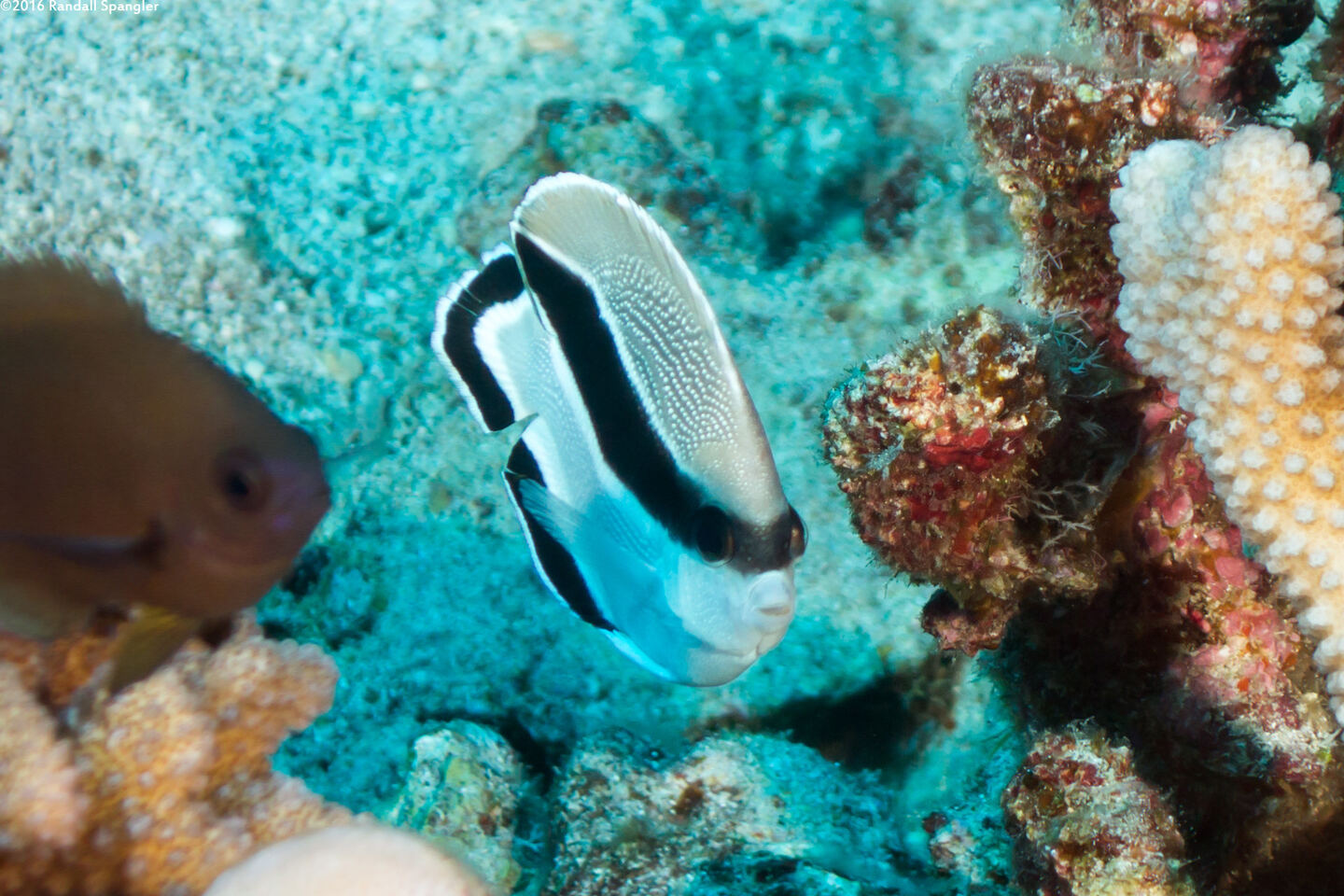 Apolemichthys arcuatus (Bandit Angelfish)