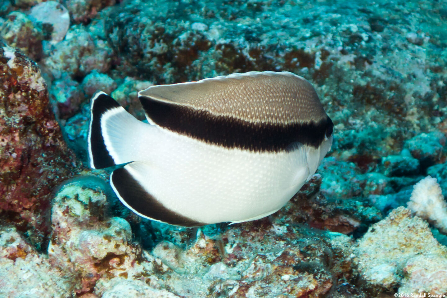 Apolemichthys arcuatus (Bandit Angelfish)
