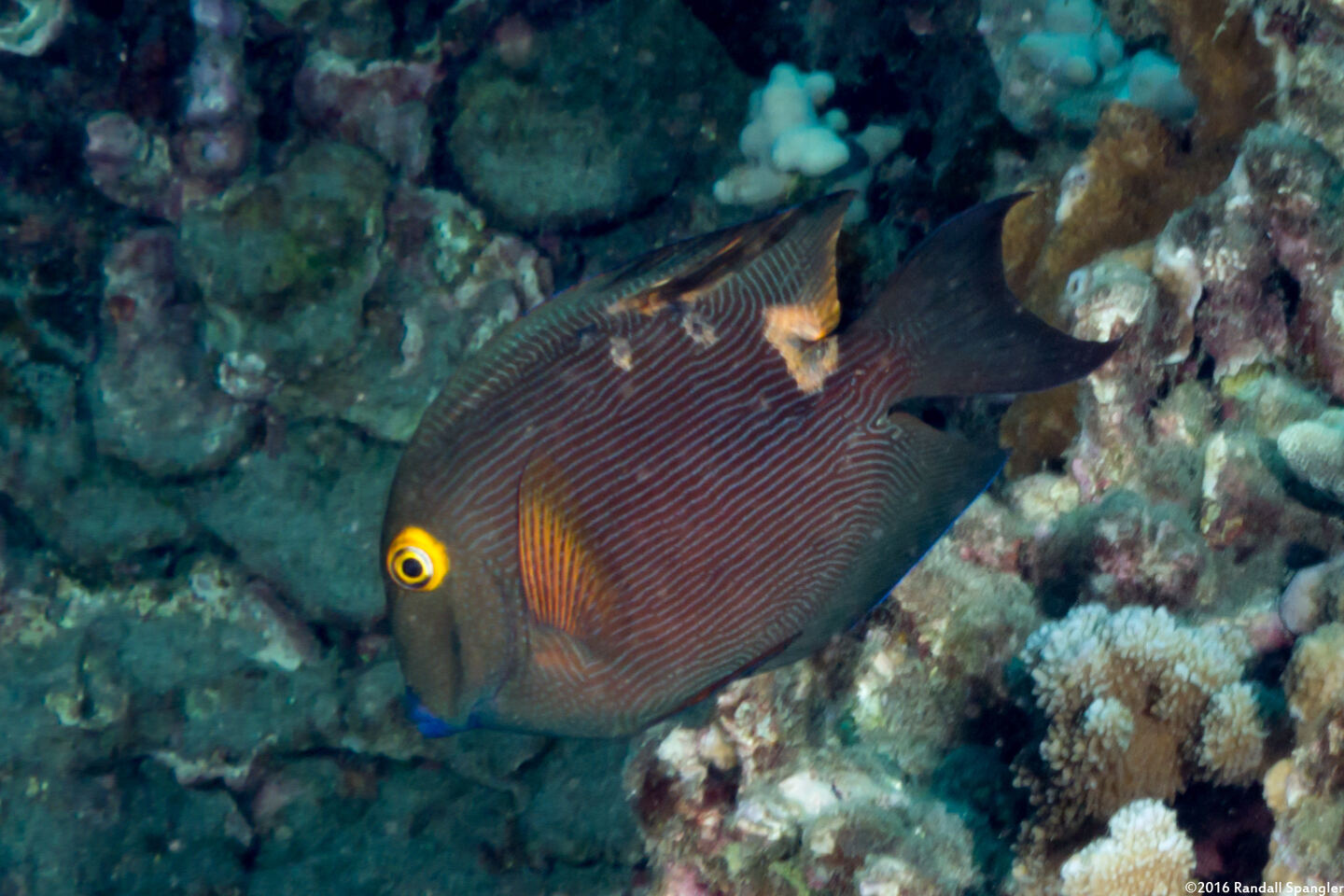 Ctenochaetus strigosus (Goldring Surgeonfish)