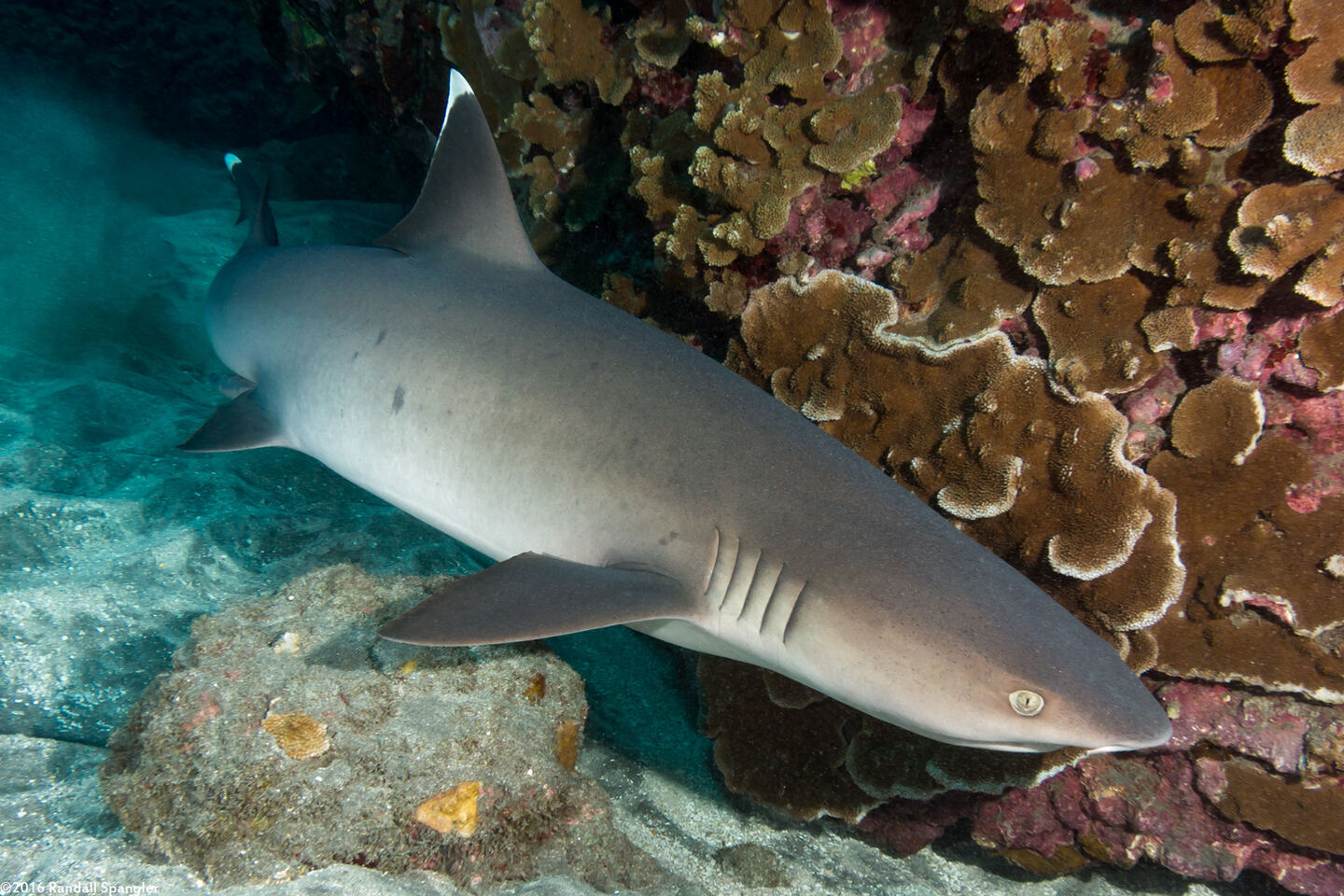 Triaenodon obesus (Whitetip Reef Shark)