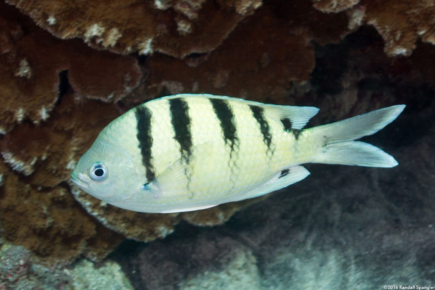 Abudefduf abdominalis (Hawaiian Sergeant)