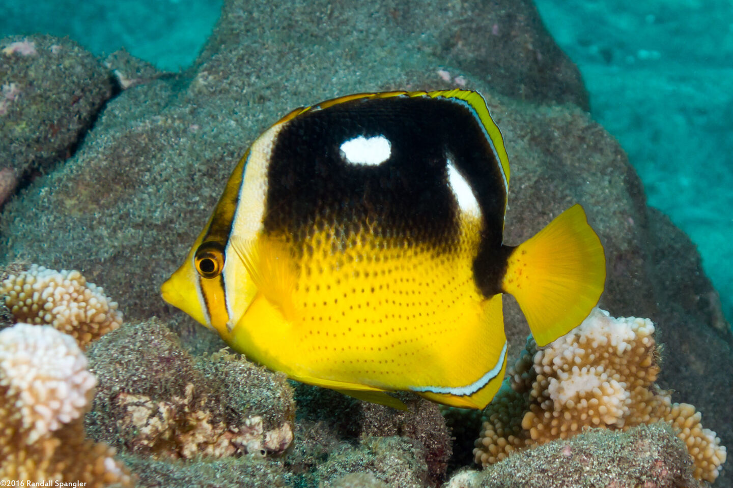 Chaetodon quadrimaculatus (Fourspot Butterflyfish)