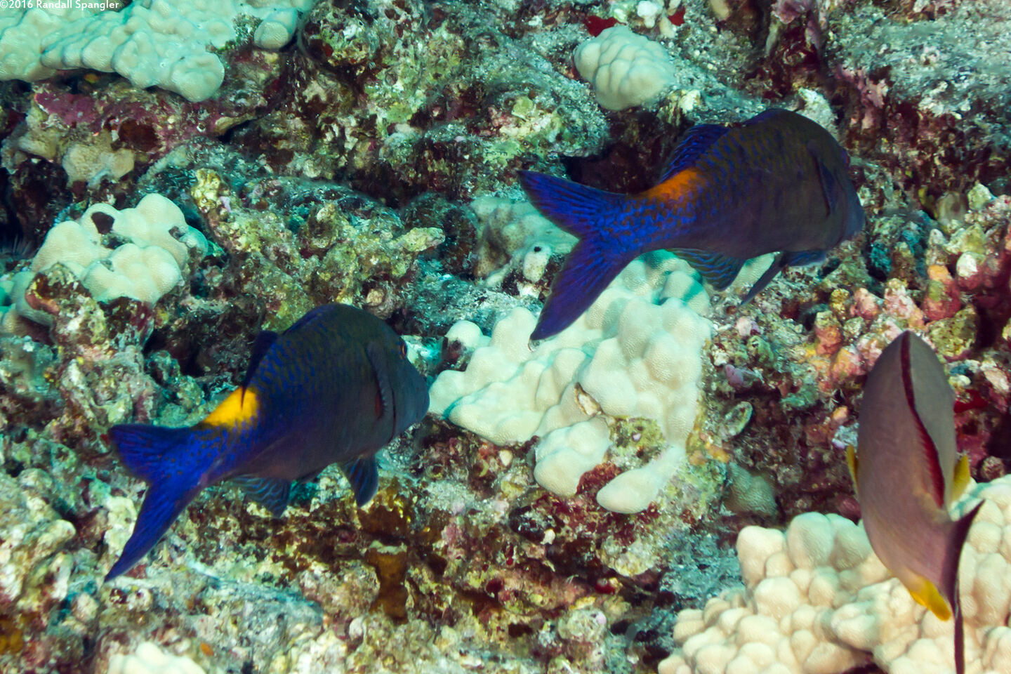 Parupeneus cyclostomus (Goldsaddle Goatfish)