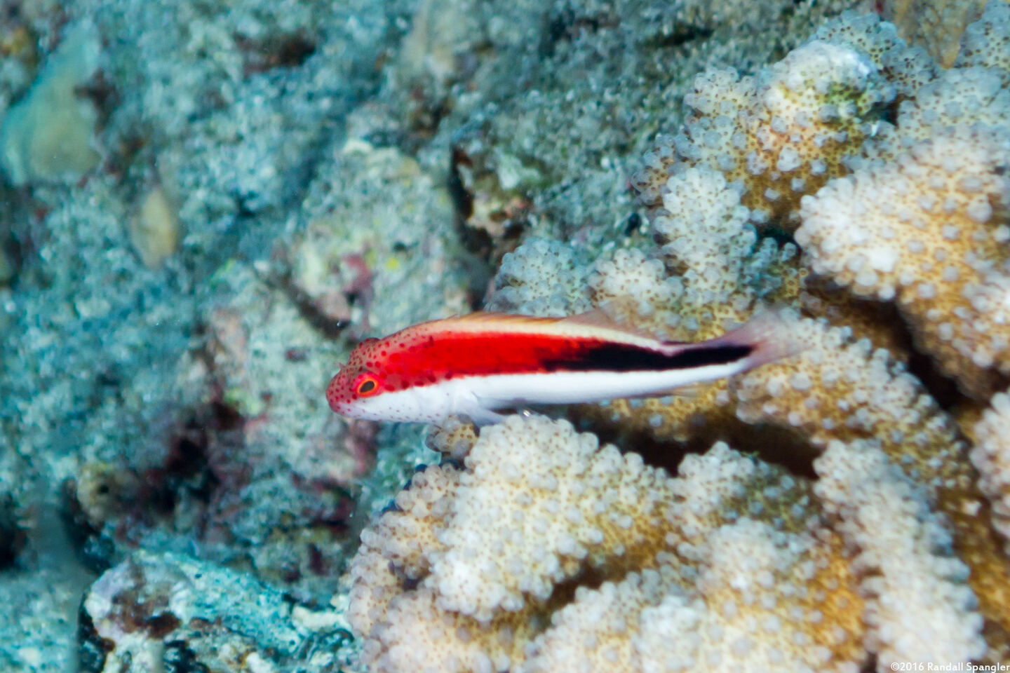 Paracirrhites forsteri (Freckled Hawkfish)