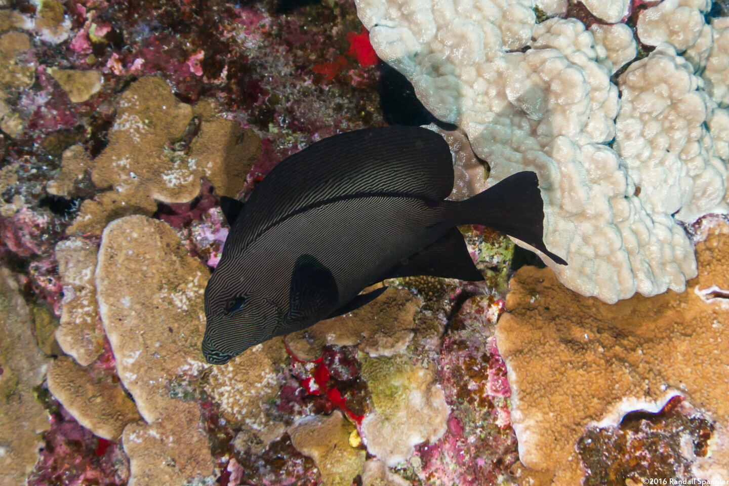 Ctenochaetus hawaiiensis (Black Surgeonfish)