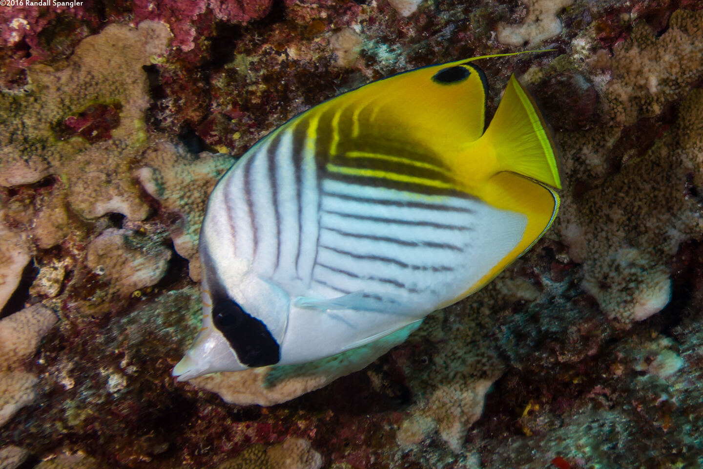 Chaetodon auriga (Threadfin Butterflyfish)