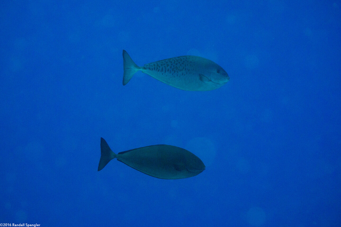 Naso caesius (Gray Unicornfish)