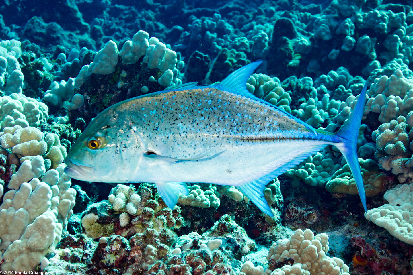 Caranx melampygus (Bluefin Trevally)