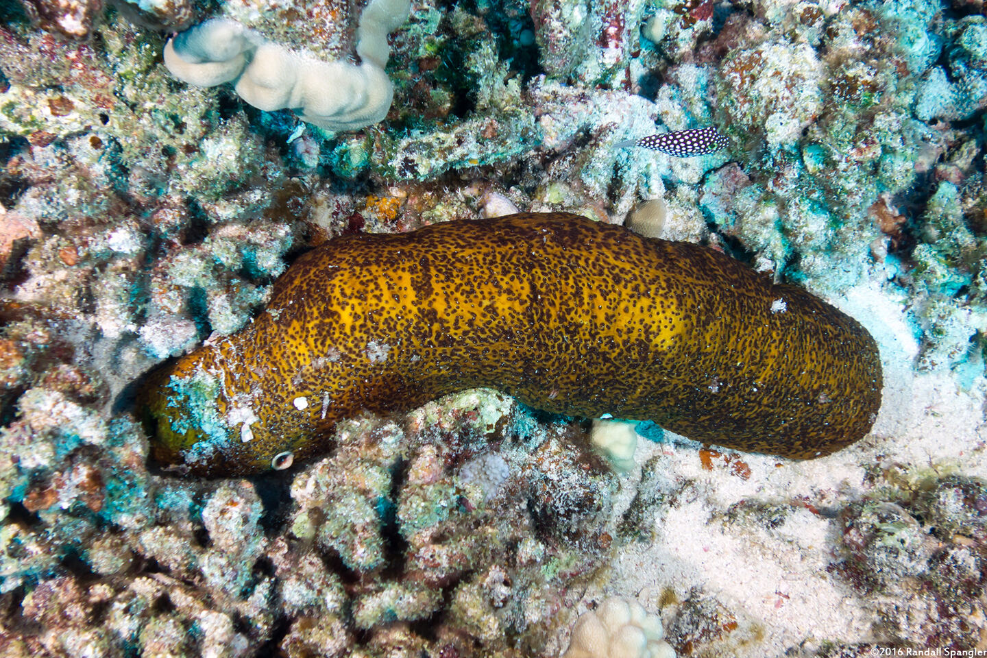 Bohadschia paradoxa (Paradoxical Sea Cucumber)