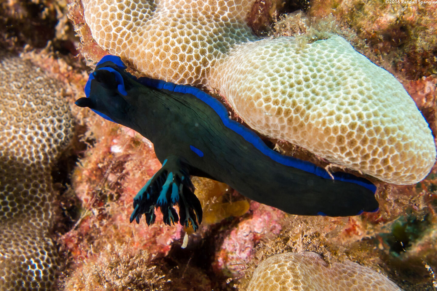 Tambja morosa (Gloomy Nudibranch)