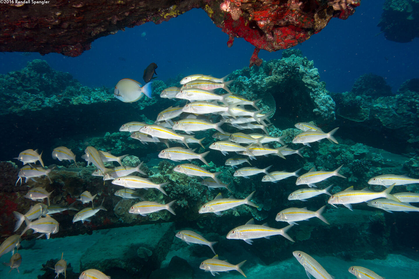 Mulloidichthys flavolineatus (Yellowstripe Goatfish)