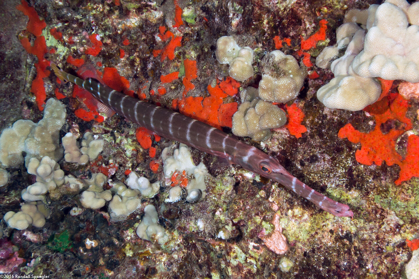 Aulostomus chinensis (Trumpetfish)