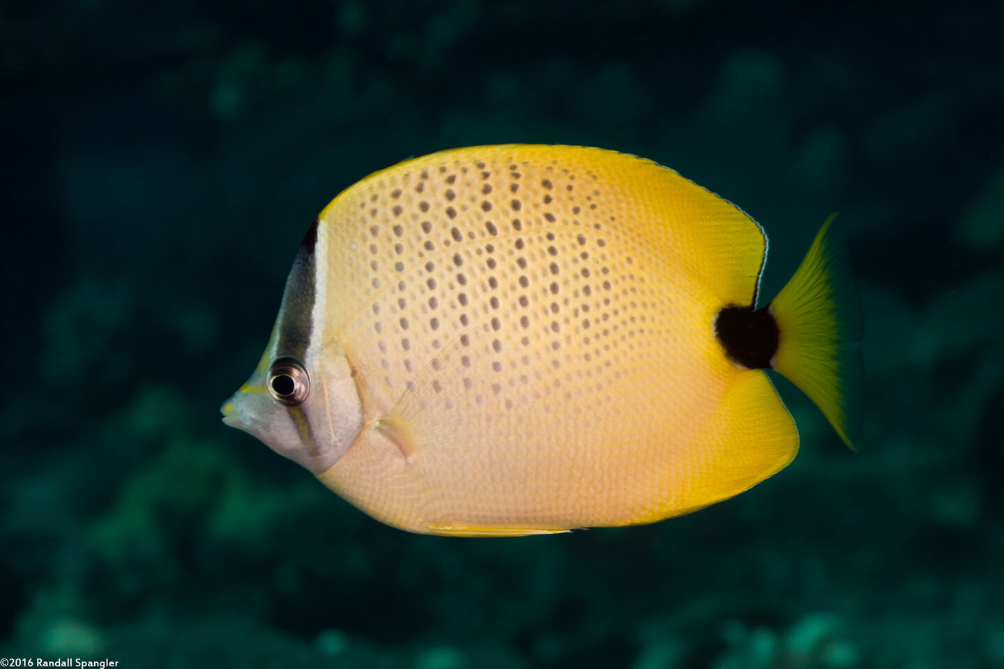 Chaetodon miliaris (Milletseed Butterflyfish)