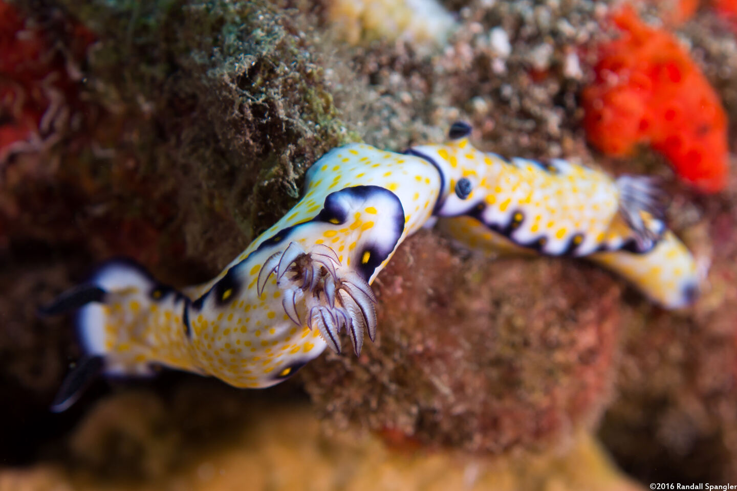 Hypselodoris imperialis (Imperial Nudibranch)