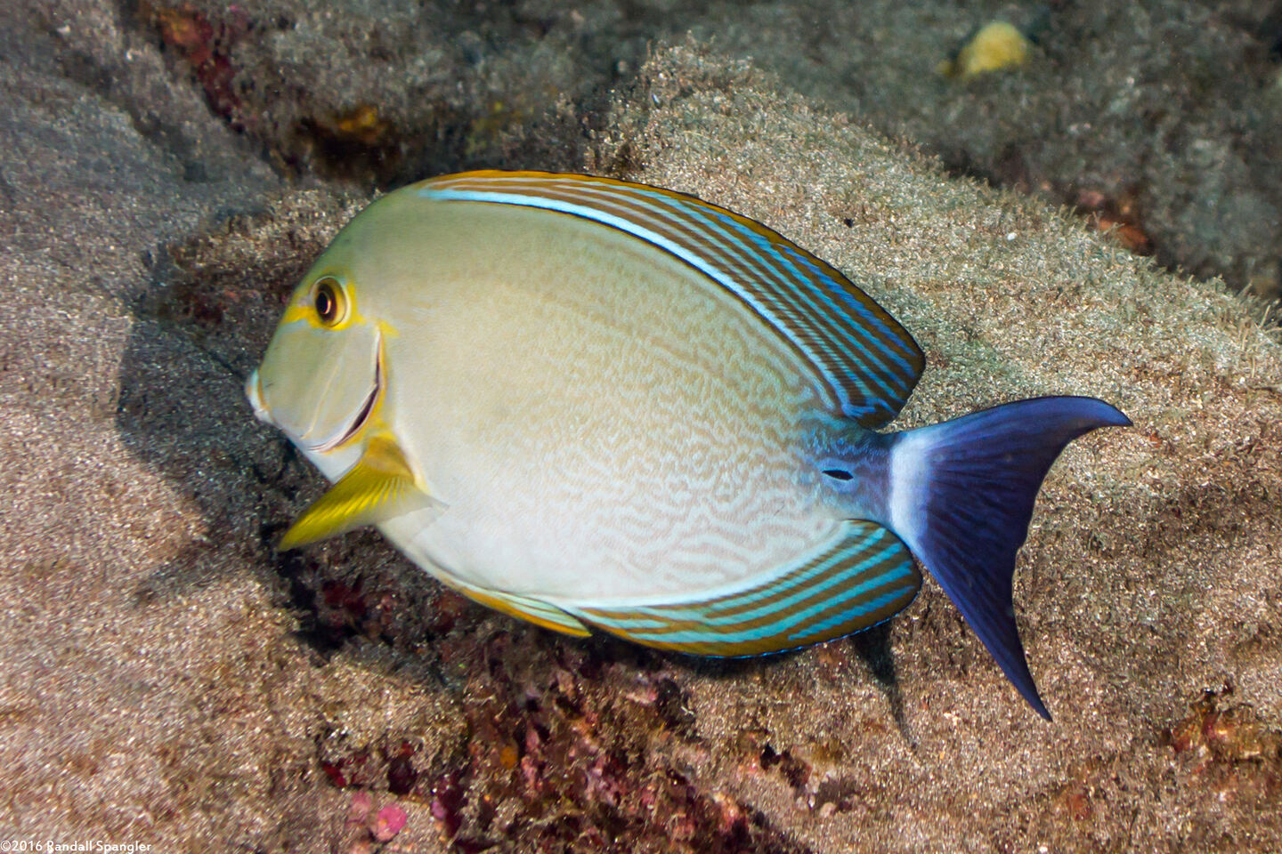 Acanthurus xanthopterus (Yellowfin Surgeonfish)