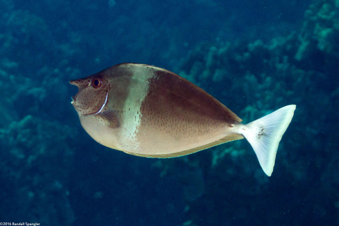 Naso brevirostris (Paletail Unicornfish)