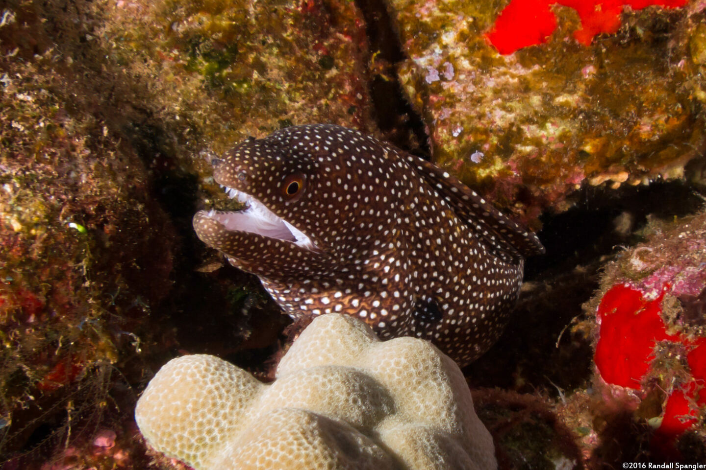 Gymnothorax meleagris (Whitemouth Moray)