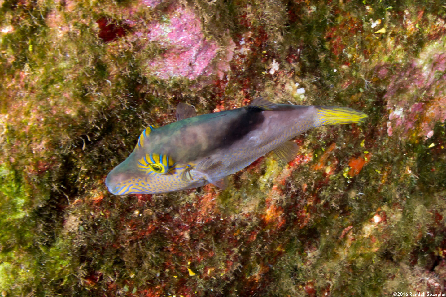 Canthigaster epilampra (Lantern Toby)